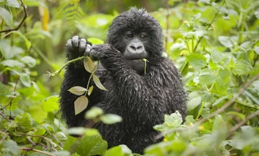 3 Days Gorilla Safari