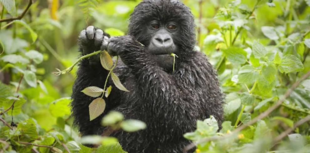 3 Days Gorilla Safari