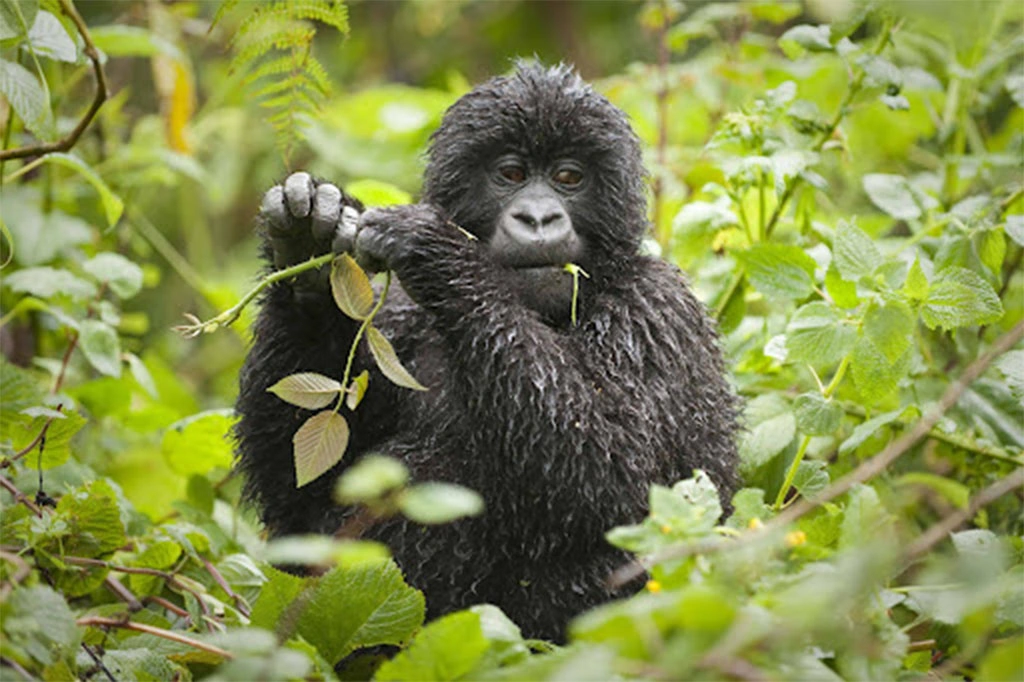 3 Days Gorilla Safari