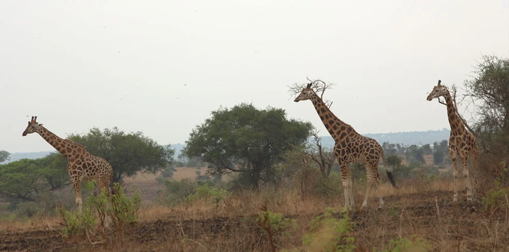 choosing-a-safari-with-dragon-african-safaris