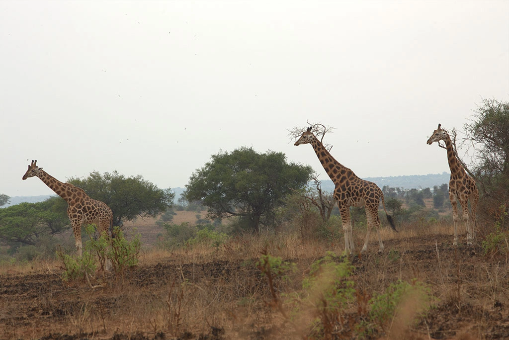 choosing-a-safari-with-dragon-african-safaris