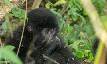 Gorilla Trekking and Golden Monkey Safari