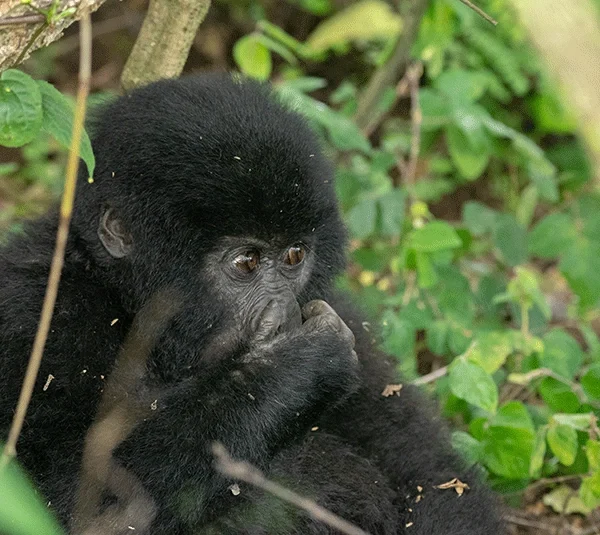 Gorilla Trekking and Golden Monkey Safari