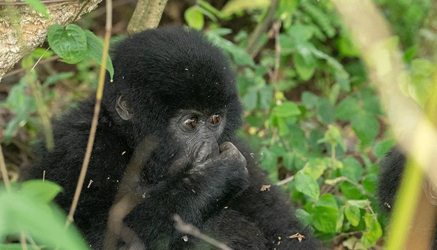 Gorilla Trekking and Golden Monkey Safari