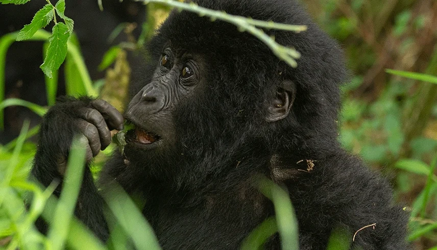 3 Days Gorilla Trekking Safari in Rwanda