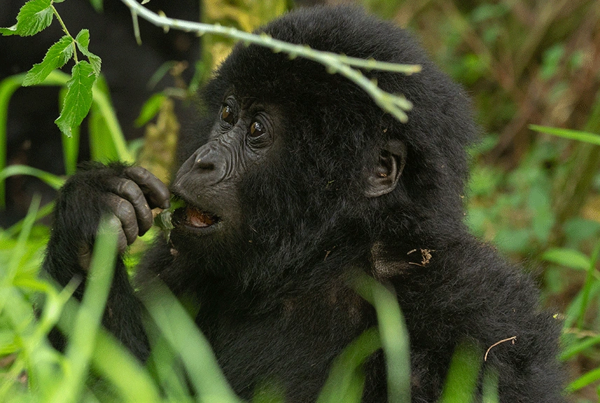 3 Days Gorilla Trekking Safari in Rwanda