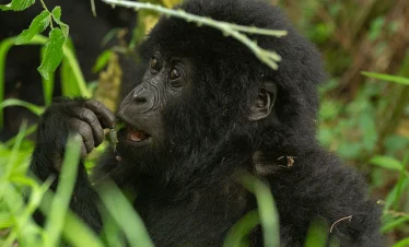 4 Days Uganda Rwanda Safari