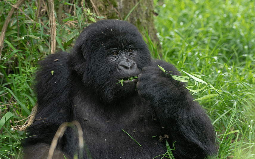 gorilla-trekking-safaris-in-uganda