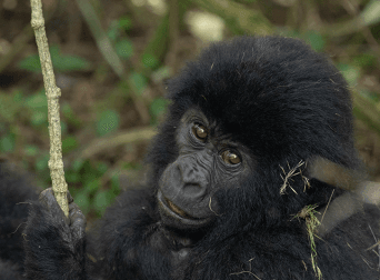 gorilla-safari-starting-from-rwanda