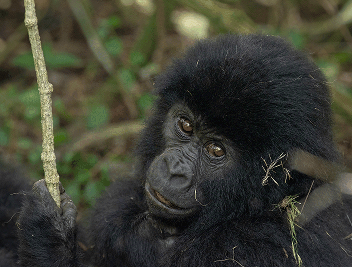 gorilla-safari-starting-from-rwanda