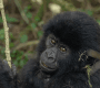 gorilla-safari-starting-from-rwanda