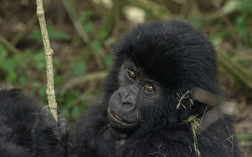 gorilla-safari-starting-from-rwanda