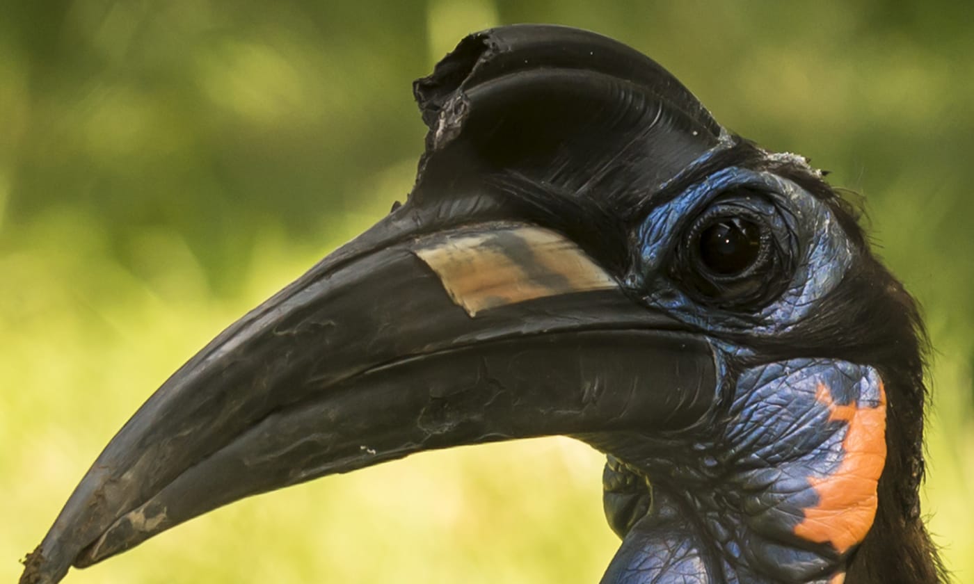 15-day-wildlife-and-birding-safari-in-uganda-and-rwanda