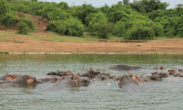 7-days-uganda-wildlife-and-birding-adventure