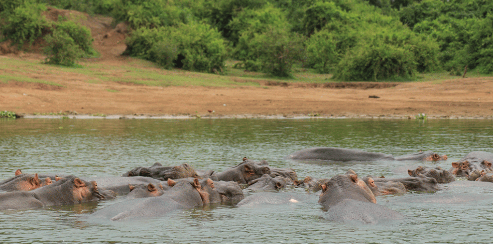 7-days-uganda-wildlife-and-birding-adventure