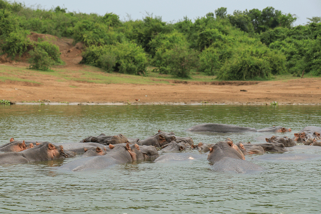 7-days-uganda-wildlife-and-birding-adventure